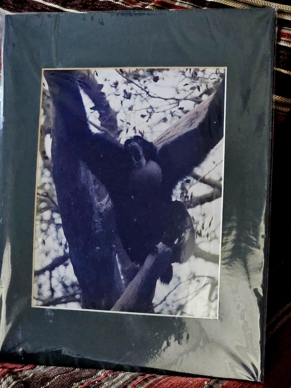 Black and White Siamang Gibbon Ape Photograph in Dark Green Mat